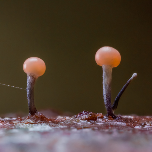 Stilbocrea gracilipes