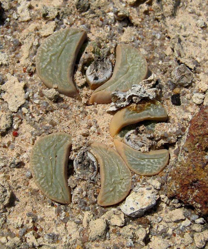 Living stones