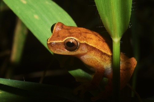 Yellow Treefrog