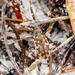 Ellipsoptera marginata - Photo (c) Chris Rorabaugh, todos los derechos reservados, subido por Chris Rorabaugh