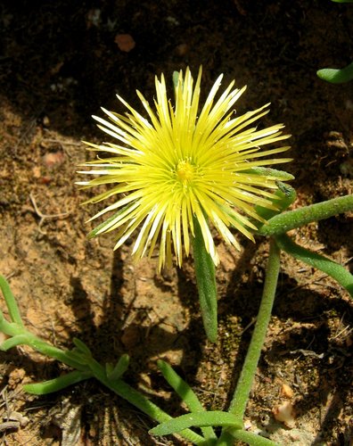 Clanwilliam Mopkop (Mesembryanthemum viridiflorum)