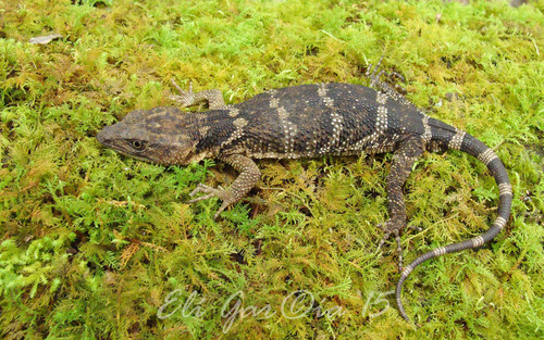 Flathead Knob-scaled Lizard