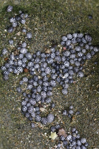 Zebra Nerite