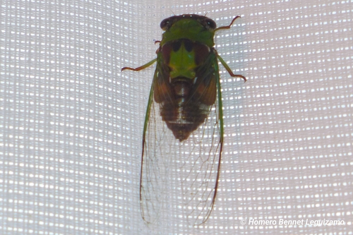 Diceroprocta oleacea