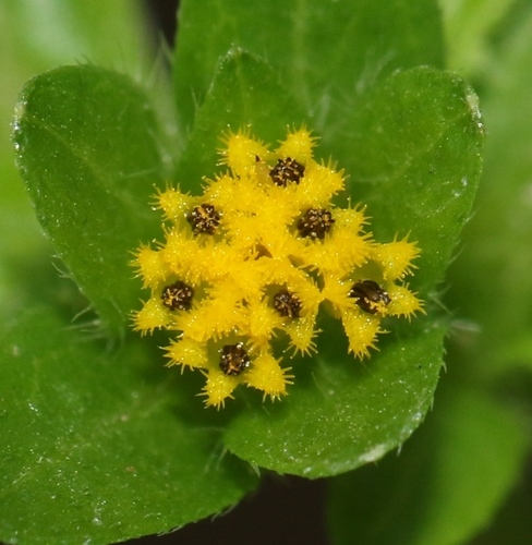 Eleutheranthera ruderalis