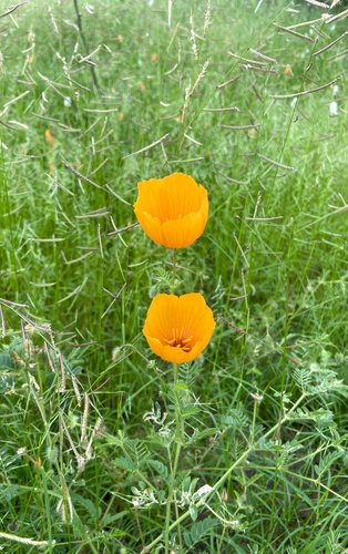 Arizona poppy
