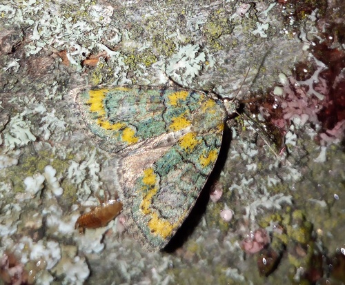 Tree-lichen Beauty