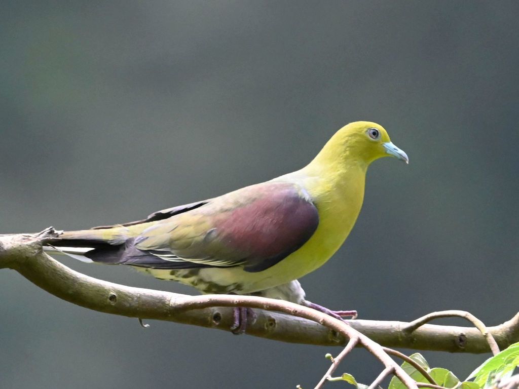 White-bellied Green-Pigeon (Treron sieboldii) photo