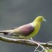 White-bellied Green-Pigeon - Photo (c) yichang, all rights reserved