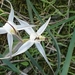 Caladenia intuta - Photo (c) smith_magnus, all rights reserved, uploaded by smith_magnus