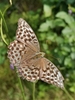Argynnis paphia valesina - Photo (c) TL, all rights reserved, uploaded by TL