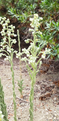 iNaturalist observation photo of Coulter's horseweed