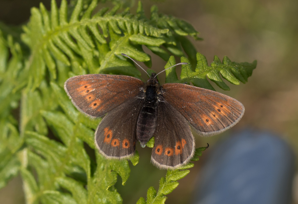 Mountain Ringlet