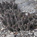 Echinocereus enneacanthus brevispinus - Photo (c) Miguel González Botello, כל הזכויות שמורות, הועלה על ידי Miguel González Botello