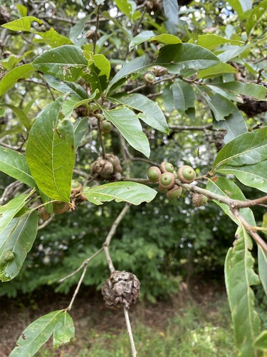 shingle oak