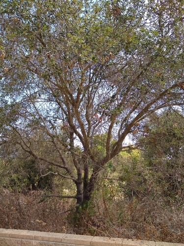 iNaturalist observation photo of coast live oak