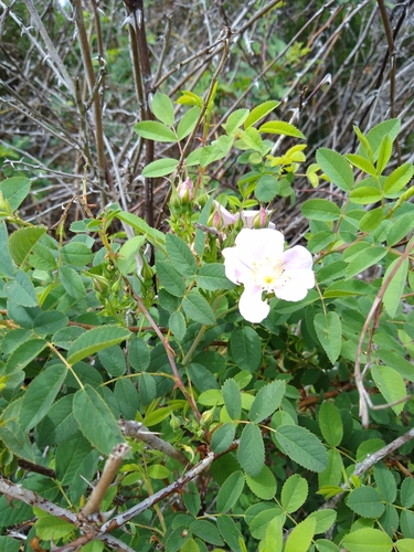 iNaturalist observation photo of California Wild Rose