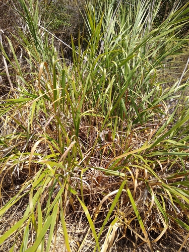 iNaturalist observation photo of giant wild rye