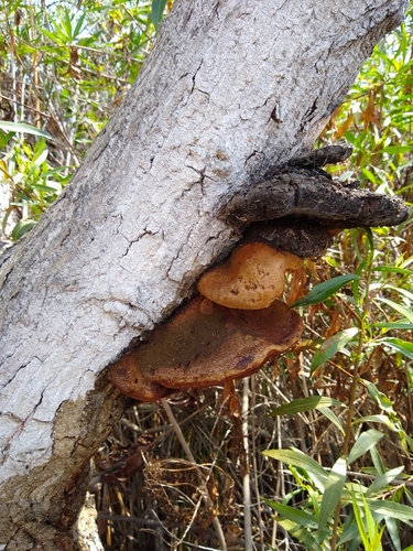 iNaturalist observation photo of Mustard Yellow Polypore