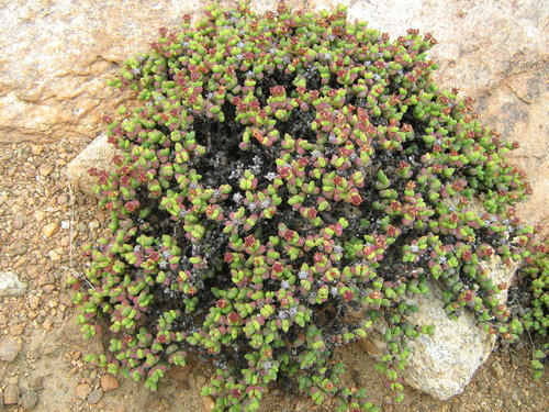 Brakdam Tentfig (Ruschia brakdamensis) · iNaturalist