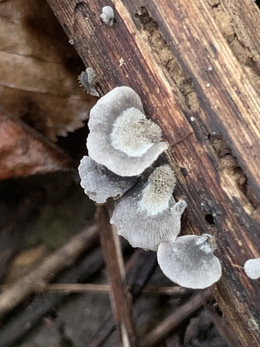 Resupinatus trichotis