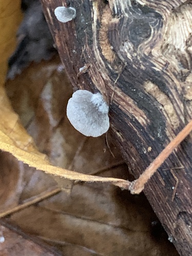 Resupinatus trichotis (Photo 2 of 3)