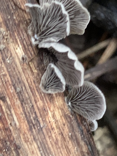 Resupinatus trichotis (Photo 3 of 3)