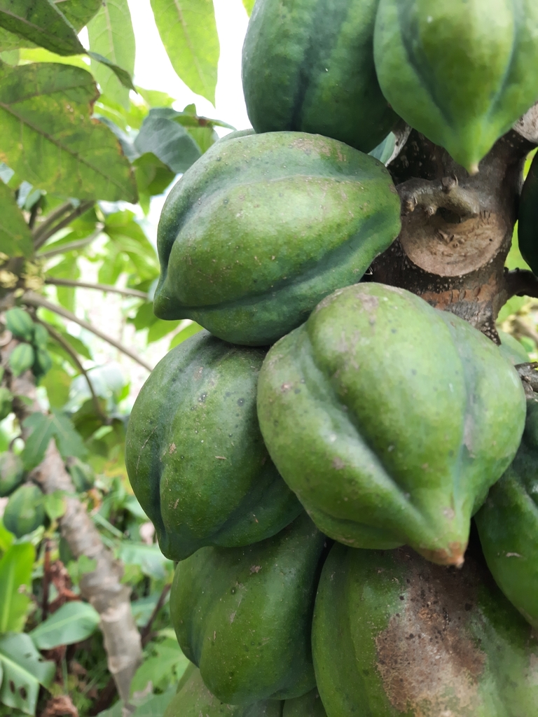 Mountain papaya