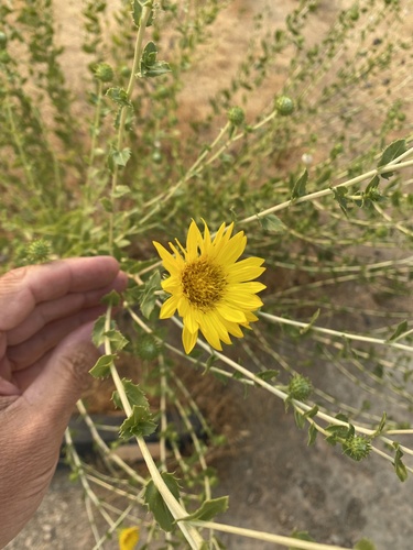 iNaturalist observation photo of Great Valley gumweed