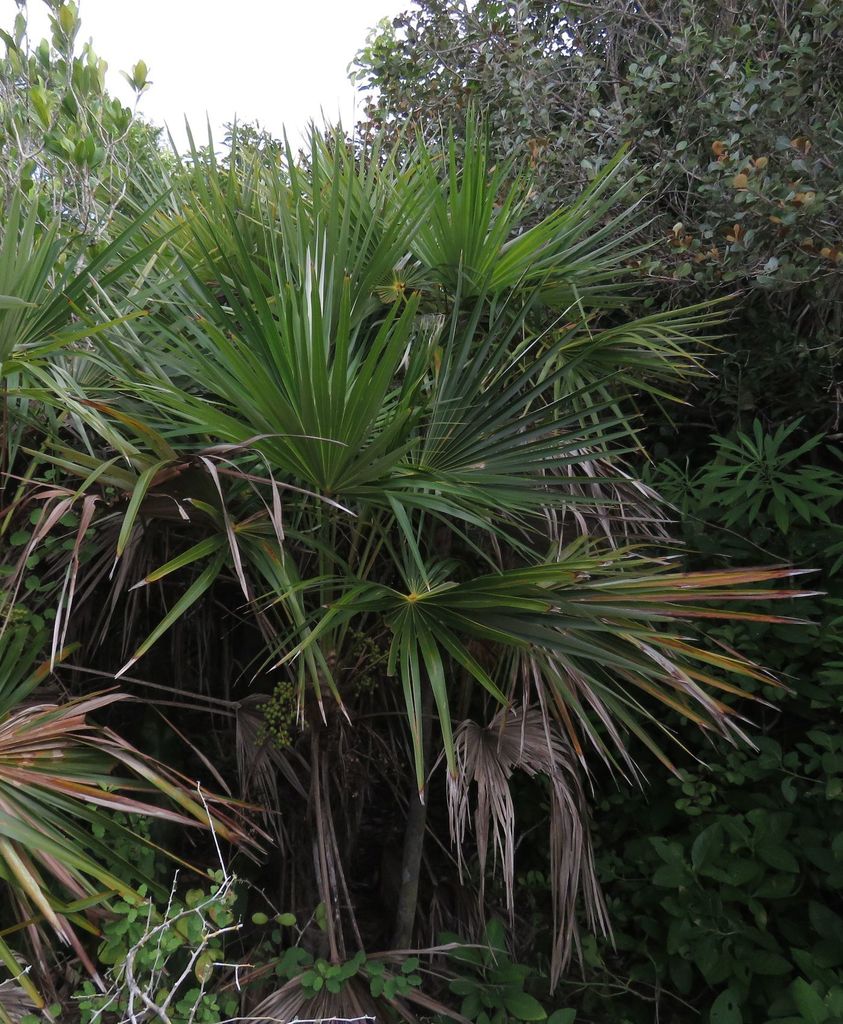 Coccothrinax readii in August 2021 by Alfredo Dorantes Euan · iNaturalist