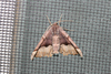 Honest and Hübner's Pero Moths and Close Allies - Photo (c) Flown Kimmerling, all rights reserved, uploaded by Flown Kimmerling