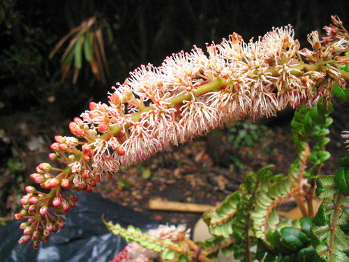 Cunoniaceae image