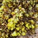 Sargassum ilicifolium - Photo (c) Zak Klein, todos los derechos reservados, subido por Zak Klein