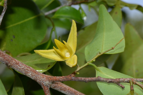 Xylopia tenuipetala