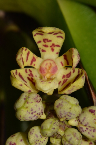 Acampe pachyglossa