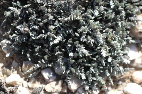 Quartz Ganna (Caroxylon verdoorniae)