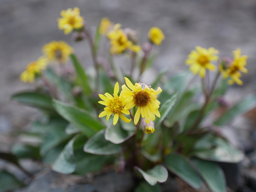 Olympic Mountain ragwort (Senecio neowebsteri)