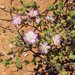 Drosanthemum curtophyllum - Photo (c) prix_burgoyne, todos los derechos reservados, subido por prix_burgoyne