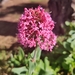 Centranthus ruber ruber - Photo (c) Zoe Cornell-Wolter, כל הזכויות שמורות, הועלה על ידי Zoe Cornell-Wolter