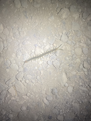 iNaturalist observation photo of Common Desert Centipede