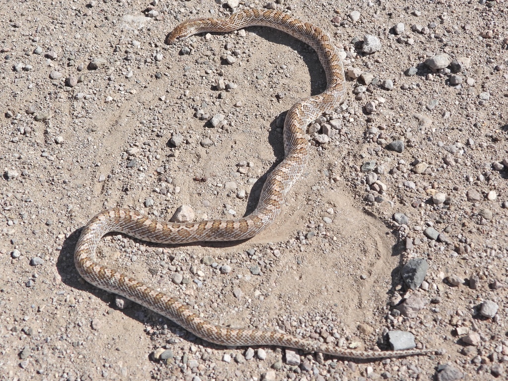 Glossy Snake from Cochise County, AZ, USA on August 11, 2021 at 10:04 ...