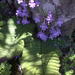Streptocarpus trabeculatus - Photo (c) prix_burgoyne, all rights reserved, uploaded by prix_burgoyne