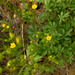 Nuttall's Cinquefoil - Photo (c) faerthen, all rights reserved, uploaded by faerthen