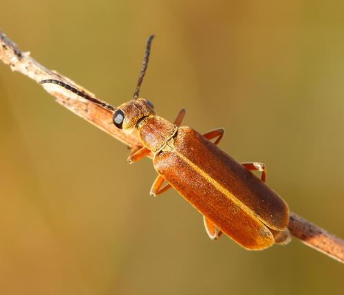 Epicauta batesii