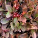 Red Bearberry - Photo (c) Erin Sketchley, all rights reserved, uploaded by Erin Sketchley