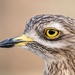 Eurasian Stone-Curlew - Photo (c) inigoyanguas, all rights reserved