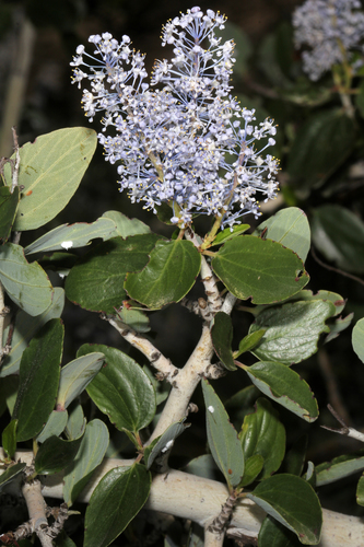chaparral whitethorn (Ceanothus leucodermis)