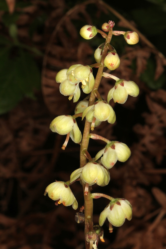 iNaturalist observation photo of wintergreens