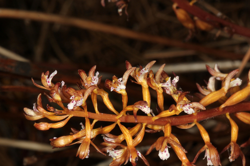 iNaturalist observation photo of Western spotted coralroot
