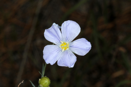 iNaturalist observation photo of Lewis flax